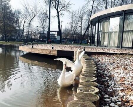Лебеди Стёпа и Стеша вернулись в парк Серпухова Новости Серпухова 