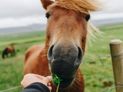 В Серпухове лошадь укусила ребёнка: перепутала пальцы с морковкой Новости Серпухова 
